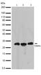 TIMP Metallopeptidase Inhibitor 4 antibody, 710340, Invitrogen Antibodies, Western Blot image 