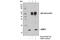 Vesicle Associated Membrane Protein 3 antibody, 13640S, Cell Signaling Technology, Immunoprecipitation image 
