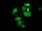 Heat shock protein beta-8 antibody, TA501210, Origene, Immunofluorescence image 