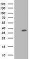 Ras Association Domain Family Member 1 antibody, CF502512, Origene, Western Blot image 