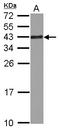 Ribosomal Protein SA antibody, GTX100831, GeneTex, Western Blot image 