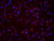 Oxidized Low Density Lipoprotein Receptor 1 antibody, orb6324, Biorbyt, Immunofluorescence image 