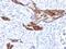 Mucin 6, Oligomeric Mucus/Gel-Forming antibody, GTX02681, GeneTex, Immunohistochemistry paraffin image 