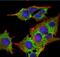 ADP Ribosylation Factor Like GTPase 6 Interacting Protein 5 antibody, NBP2-59319, Novus Biologicals, Immunocytochemistry image 