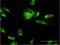 Elongation factor 1-gamma antibody, H00001937-M03, Novus Biologicals, Immunofluorescence image 