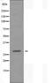 Aly/REF Export Factor antibody, orb227178, Biorbyt, Western Blot image 