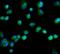 Protein DBF4 homolog A antibody, A01348-2, Boster Biological Technology, Immunofluorescence image 