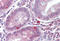 Zinc Finger And BTB Domain Containing 7A antibody, MBS244659, MyBioSource, Immunohistochemistry frozen image 
