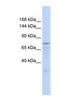 Zinc finger protein 62 antibody, NBP1-91531, Novus Biologicals, Western Blot image 