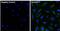 Caveolin 1 antibody, MA3-600, Invitrogen Antibodies, Immunofluorescence image 