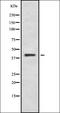 Prokineticin receptor 2 antibody, orb336449, Biorbyt, Western Blot image 