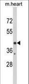Early Growth Response 3 antibody, LS-C167665, Lifespan Biosciences, Western Blot image 