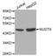 Nudix Hydrolase 6 antibody, abx000645, Abbexa, Western Blot image 