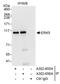 Mitogen-Activated Protein Kinase 7 antibody, A302-656A, Bethyl Labs, Immunoprecipitation image 