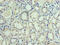 Vacuolar fusion protein MON1 homolog A antibody, CSB-PA801242LA01HU, Cusabio, Immunohistochemistry paraffin image 