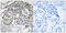 Peroxisomal membrane protein 2 antibody, abx014701, Abbexa, Immunohistochemistry frozen image 