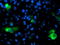 Dipeptidyl Peptidase 9 antibody, TA503956, Origene, Immunofluorescence image 