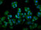 DAZ Associated Protein 2 antibody, CSB-PA622986LA01HU, Cusabio, Immunofluorescence image 