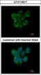 DNA dC->dU-editing enzyme APOBEC-3F antibody, GTX118217, GeneTex, Immunofluorescence image 