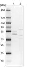 Decaprenyl-diphosphate synthase subunit 1 antibody, NBP1-85511, Novus Biologicals, Western Blot image 