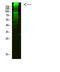 Myosin Heavy Chain 6 antibody, STJ99342, St John