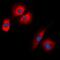 Synaptophysin antibody, orb214639, Biorbyt, Immunofluorescence image 