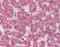 Cf2 antibody, 25-721, ProSci, Western Blot image 