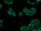 Protein SEC13 homolog antibody, 15397-1-AP, Proteintech Group, Immunofluorescence image 