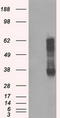 Ring Finger Protein 144B antibody, TA500708, Origene, Western Blot image 