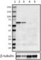P21 (RAC1) Activated Kinase 2 antibody, 853402, BioLegend, Western Blot image 