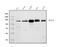 BUB1 Mitotic Checkpoint Serine/Threonine Kinase B antibody, A01564-1, Boster Biological Technology, Western Blot image 
