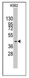hMOF antibody, AP11149PU-N, Origene, Western Blot image 