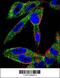 Eukaryotic Translation Initiation Factor 5A Like 1 antibody, 56-158, ProSci, Immunofluorescence image 