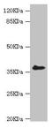 LIM Zinc Finger Domain Containing 1 antibody, orb39655, Biorbyt, Western Blot image 