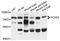 Neuroendocrine convertase 2 antibody, STJ111361, St John