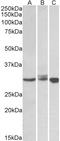 Baculoviral IAP Repeat Containing 7 antibody, LS-C20176, Lifespan Biosciences, Western Blot image 