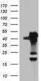 SUMO1 Activating Enzyme Subunit 1 antibody, CF805319, Origene, Western Blot image 