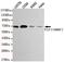 Nuclear Respiratory Factor 1 antibody, GTX49141, GeneTex, Western Blot image 