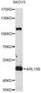 ADP Ribosylation Factor Like GTPase 13B antibody, STJ27176, St John