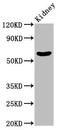 Beta-1,4-mannosyl-glycoprotein 4-beta-N-acetylglucosaminyltransferase antibody, LS-C669785, Lifespan Biosciences, Western Blot image 
