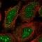 Ribosomal RNA-processing protein 8 antibody, HPA057562, Atlas Antibodies, Immunofluorescence image 
