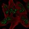Spermatogenesis And Oogenesis Specific Basic Helix-Loop-Helix 1 antibody, HPA059439, Atlas Antibodies, Immunofluorescence image 