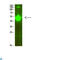 Stromelysin-2 antibody, LS-C814170, Lifespan Biosciences, Western Blot image 