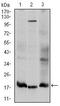 Ubiquitin Conjugating Enzyme E2 I antibody, MA5-15916, Invitrogen Antibodies, Western Blot image 