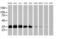 Exosome Component 7 antibody, MA5-25850, Invitrogen Antibodies, Western Blot image 