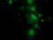 Potassium Channel Tetramerization Domain Containing 14 antibody, LS-C337308, Lifespan Biosciences, Immunofluorescence image 