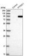 Protein Tyrosine Phosphatase Domain Containing 1 antibody, PA5-53486, Invitrogen Antibodies, Western Blot image 