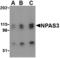 Neuronal PAS Domain Protein 3 antibody, MBS150264, MyBioSource, Western Blot image 