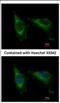 Cell Division Cycle 37 Like 1 antibody, NBP2-15830, Novus Biologicals, Immunocytochemistry image 