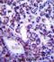 Phospholipid Scramblase 4 antibody, abx027718, Abbexa, Immunohistochemistry frozen image 